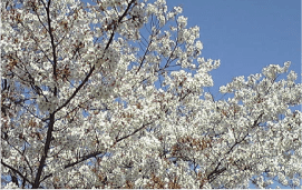 日本平桜マラソン