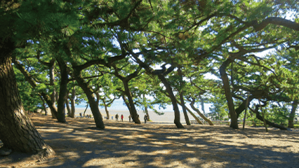 世界文化遺産富士山の構成資産「三保の松原」